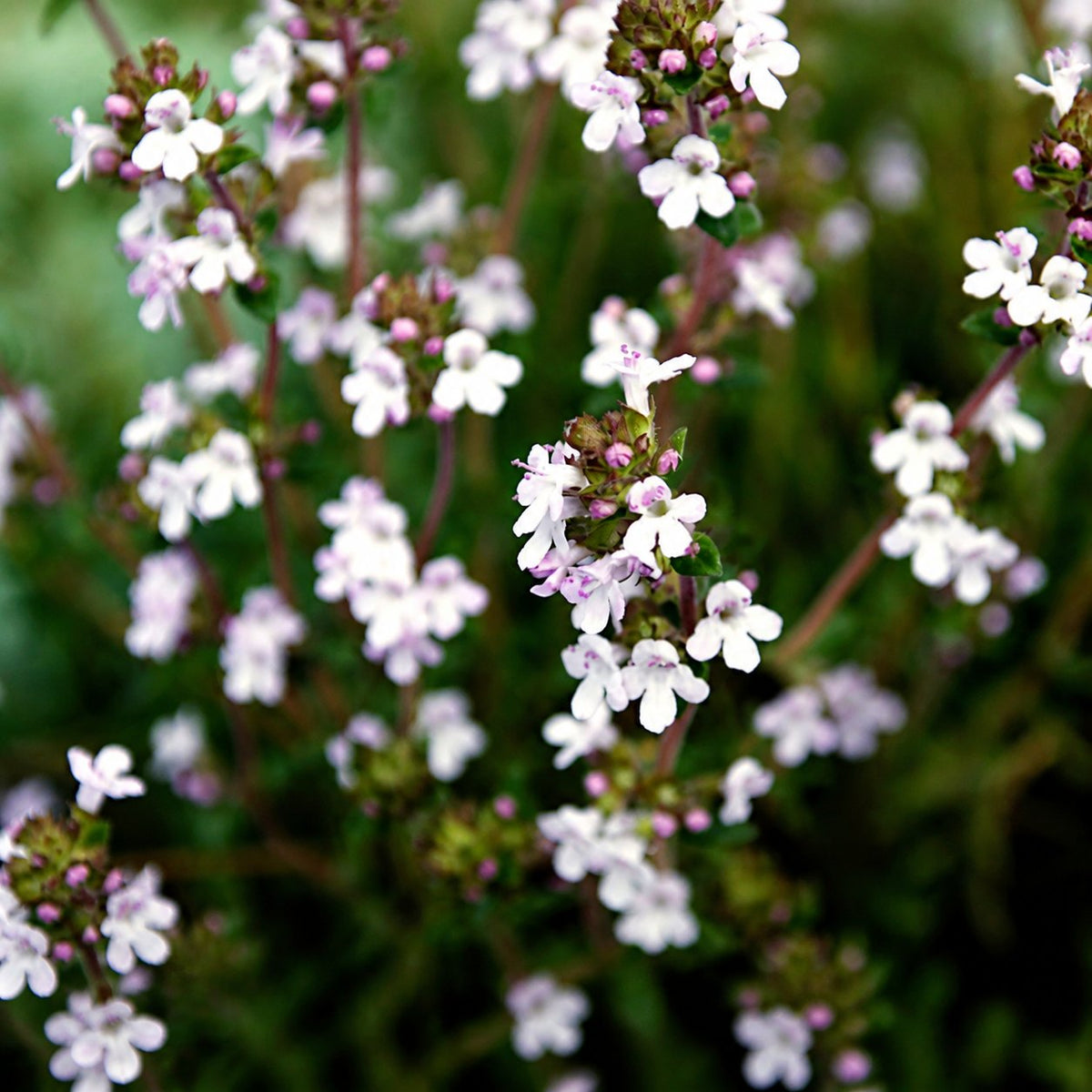 🌺Creeping Thyme Seeds, Multia-Color Ground Cover Flower Seeds