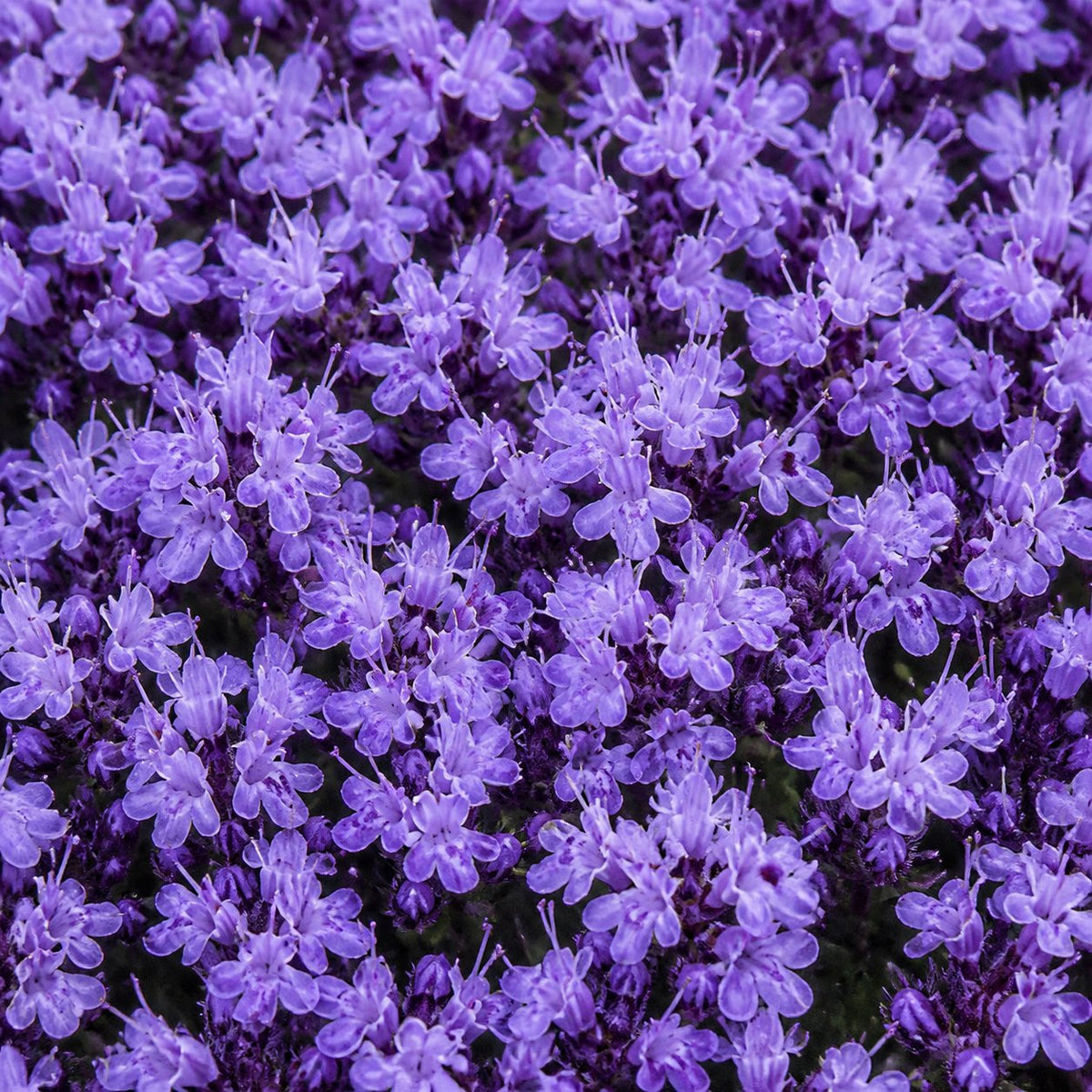 🌺Creeping Thyme Seeds, Multia-Color Ground Cover Flower Seeds