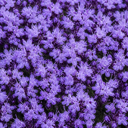 🌺Creeping Thyme Seeds, Multia-Color Ground Cover Flower Seeds