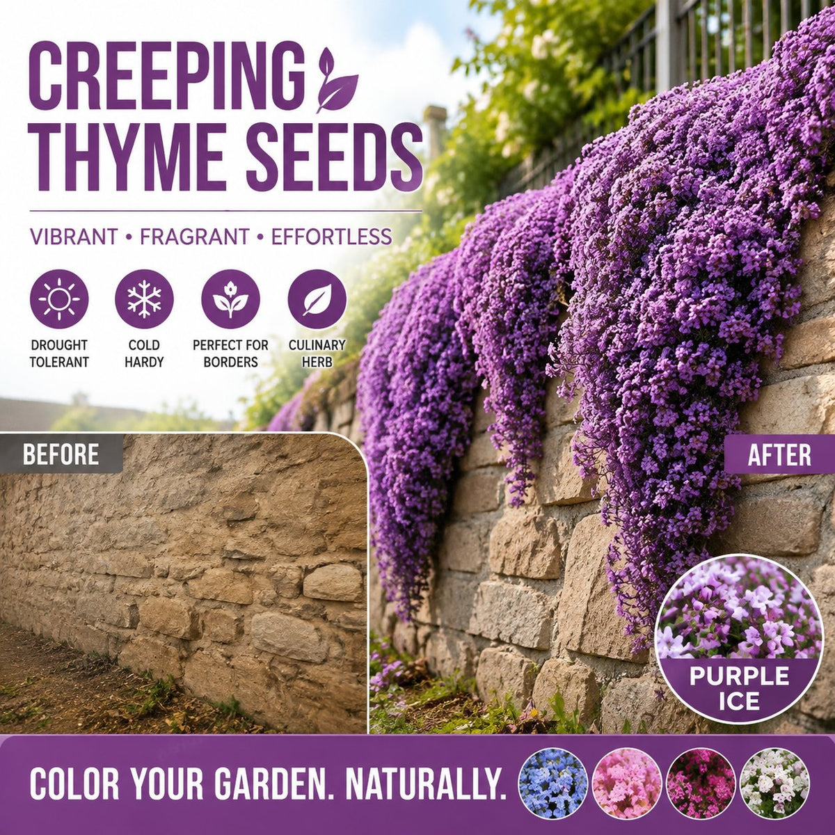 🌺Creeping Thyme Seeds, Multia-Color Ground Cover Flower Seeds