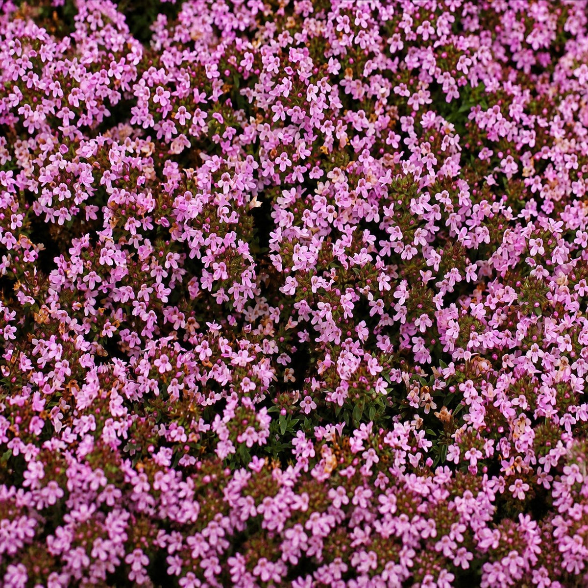 🌺Creeping Thyme Seeds, Multia-Color Ground Cover Flower Seeds
