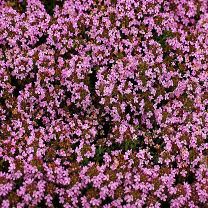 🌺Creeping Thyme Seeds, Multia-Color Ground Cover Flower Seeds