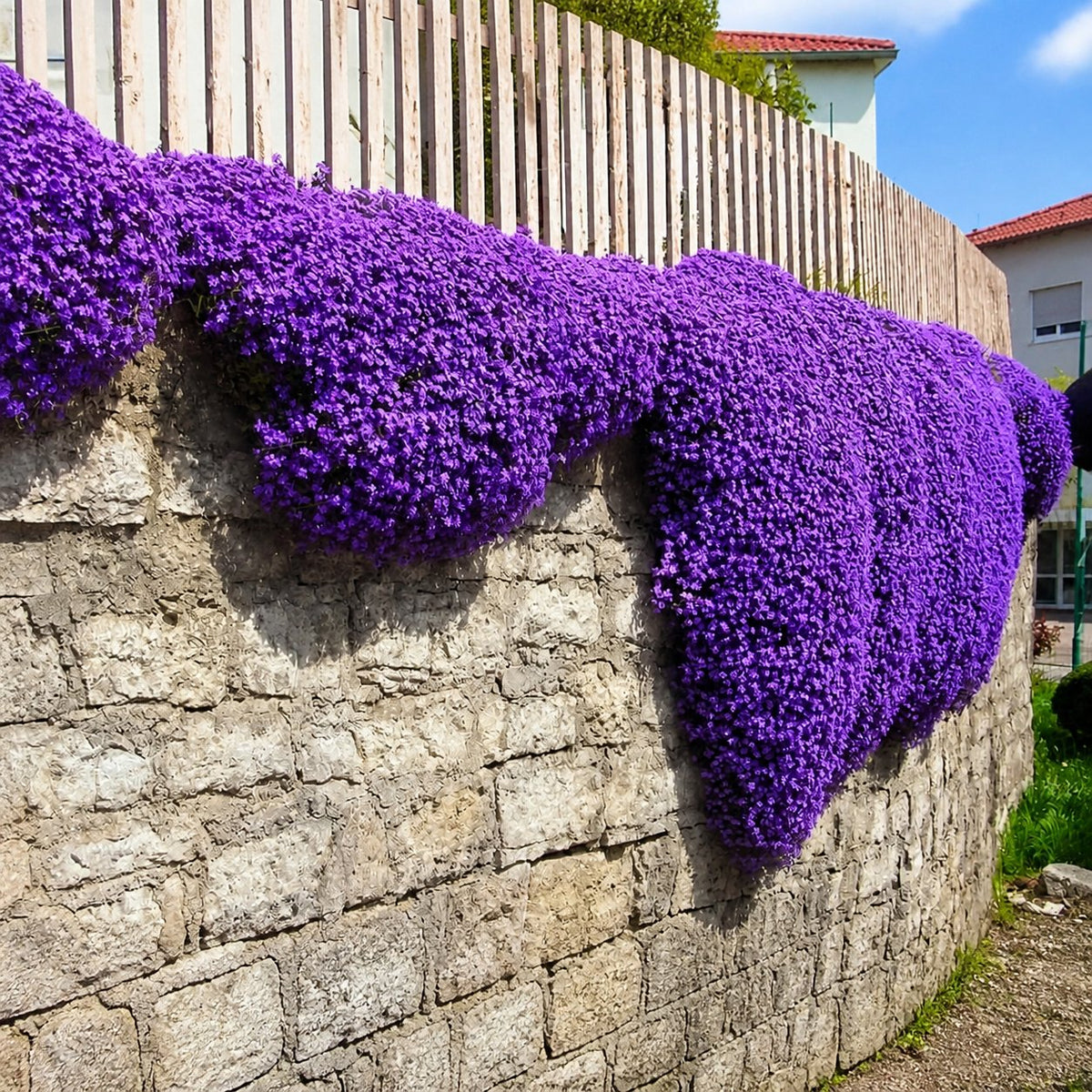 🌺Creeping Thyme Seeds, Multia-Color Ground Cover Flower Seeds