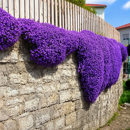 🌺Creeping Thyme Seeds, Multia-Color Ground Cover Flower Seeds