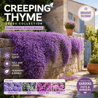 🌺Creeping Thyme Seeds, Multia-Color Ground Cover Flower Seeds