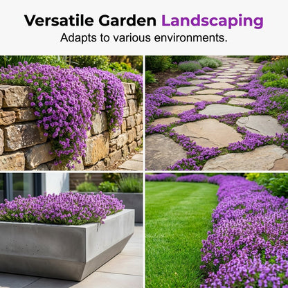 🌺Creeping Thyme Seeds, Multia-Color Ground Cover Flower Seeds
